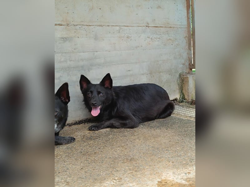 hübsche Mischlings Hündin Summer sucht ein Zuhause oder Pflegestelle