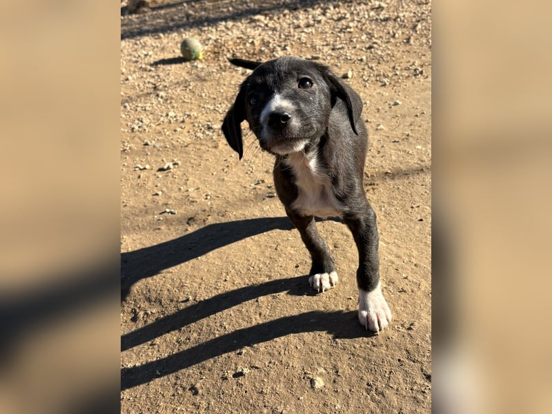 Kleiner Bracken Welpe Mix Nero sucht sein Körbchen