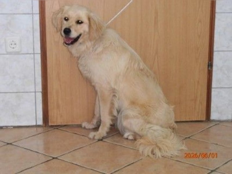 Hübscher Golden Retriever Mischlingshündin Dinky sucht Familie