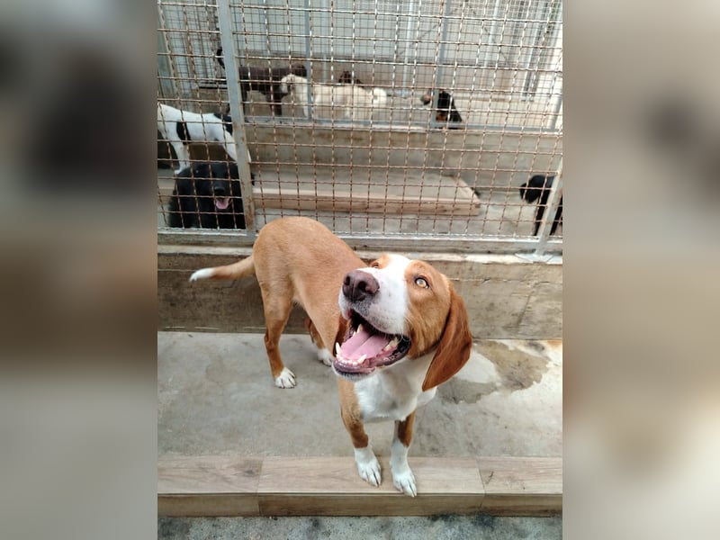 Goldschatz, Bracken Mix Chaplin sucht sein zuhause