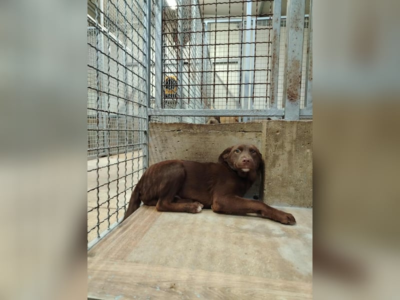 Welpe, Junghund Mischling Hazel sucht ein Körbchen