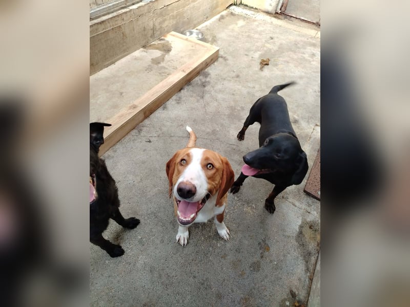 Goldschatz, Bracken Mix Chaplin sucht sein zuhause