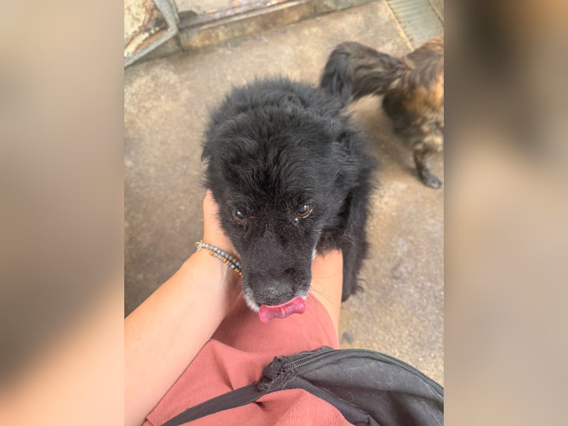 Lieber Mischlingsrüde Simba sucht dringend ein zuhause