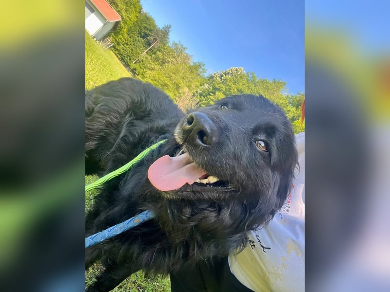 Lustiger kroatischer Schäferhund Dusty sucht Familie