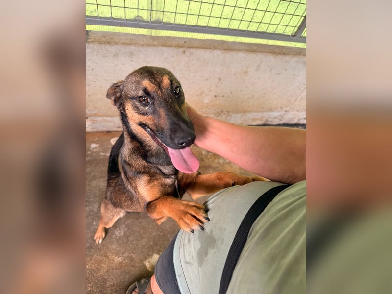 Aktive Schäferhund Mischlingshündin Dasha sucht zuhause
