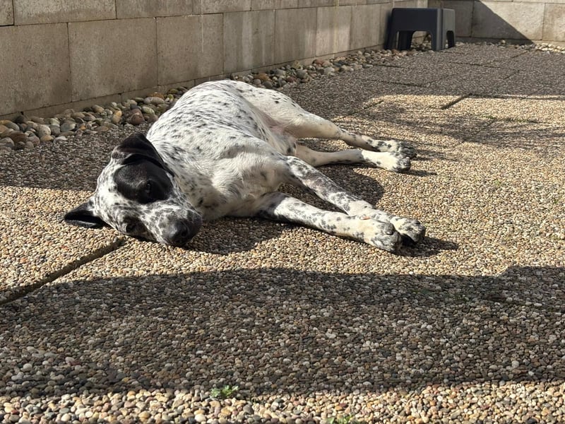 Herzenshund Bobby sucht seine Herzensmenschen