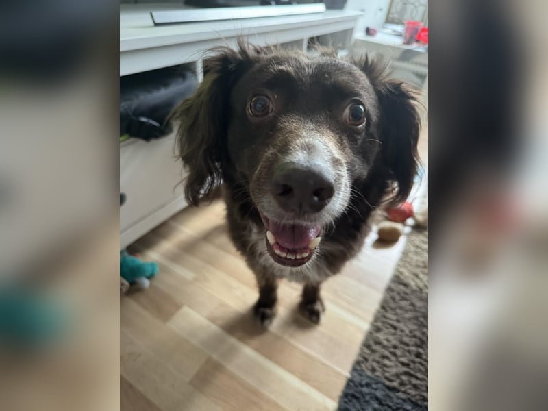 Schüchterner Mischlingsrüde Milo sucht seine Menschen