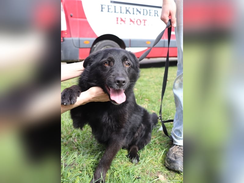 Mischlings Rüde Nabou sucht sein Zuhause für immer