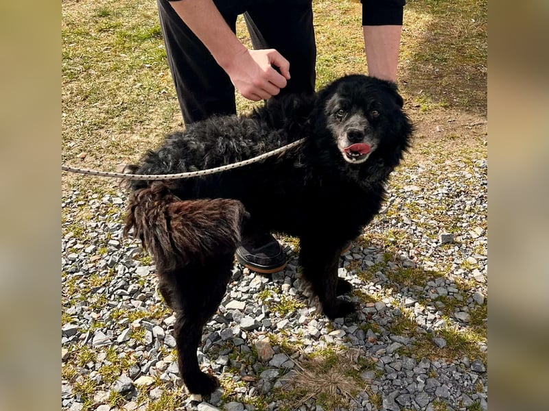 Lieber Mischlingsrüde Simba sucht dringend ein zuhause