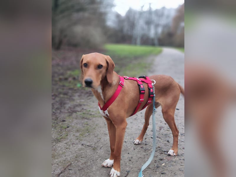 Aktive Jagdhund Mischlingshündin Raquel sucht ihre Menschen
