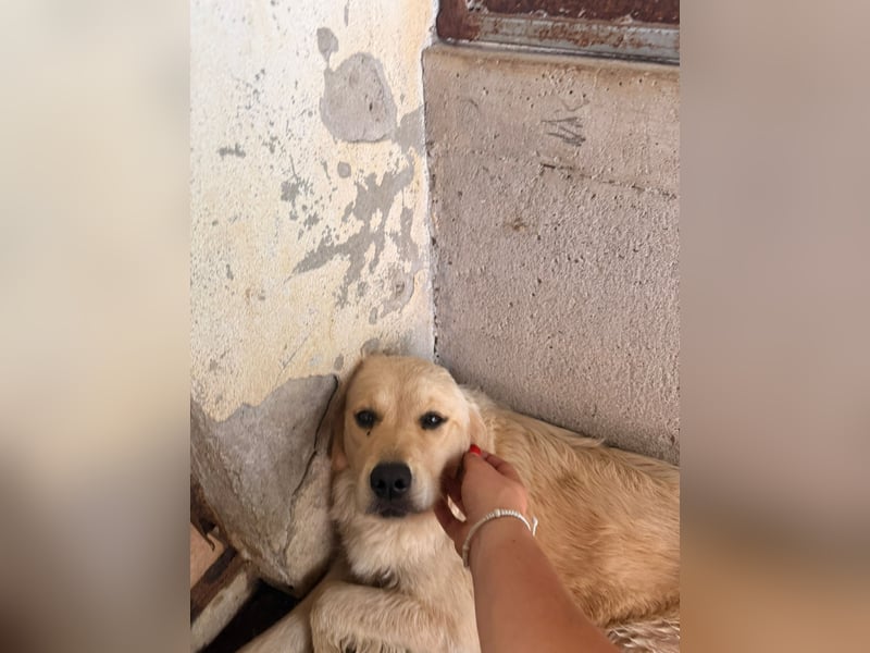 Hübscher Golden Retriever Mischlingshündin Dinky sucht Familie