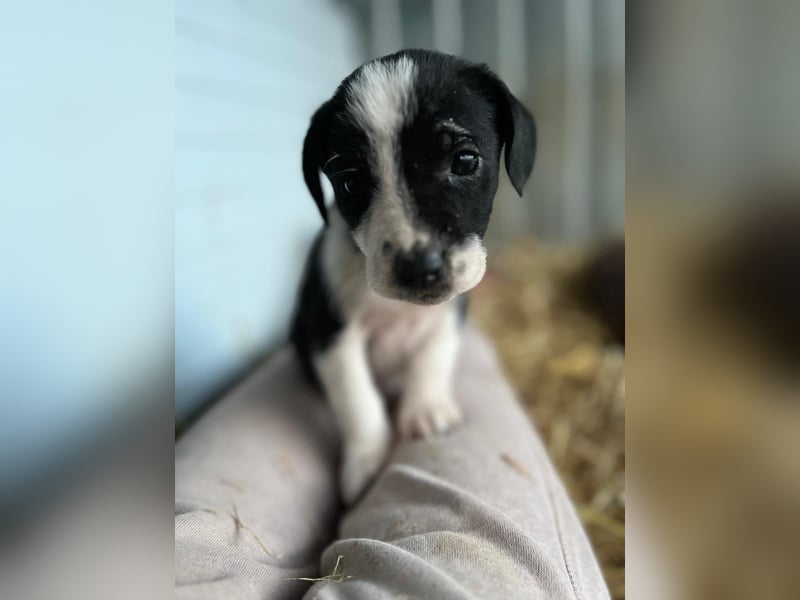 Süßer Welpen Bracken Mischlingsrüde Naruto sucht seine Familie