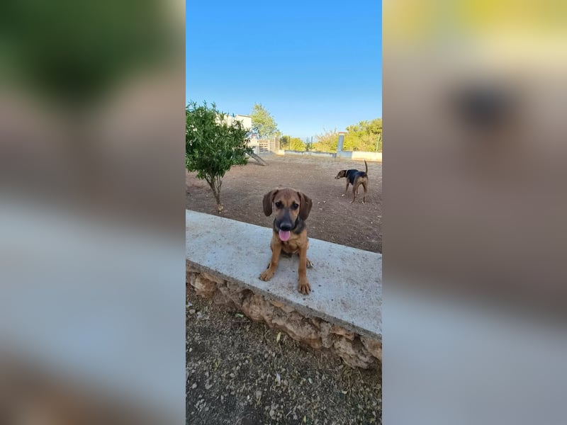 Mischlingswelpe Fred sucht sein Zuhause