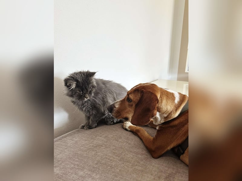 Liebevolle Hündin Asia sucht ihr zuhause