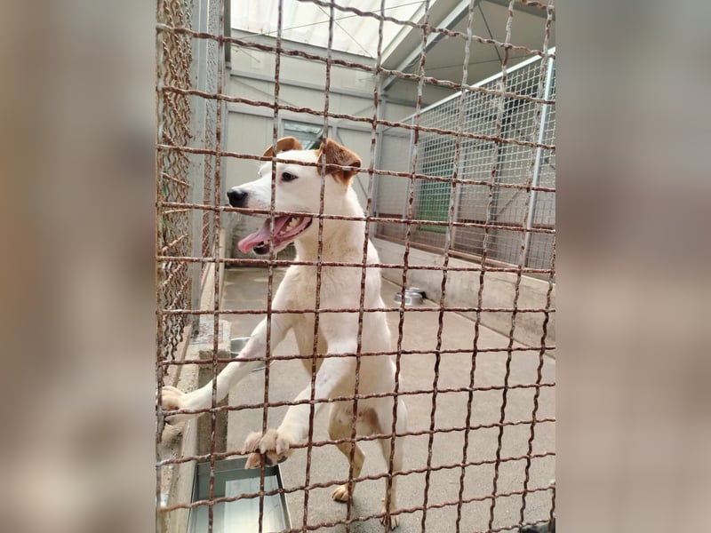 lieber Django sucht ein Zuhause oder eine Pflegestelle