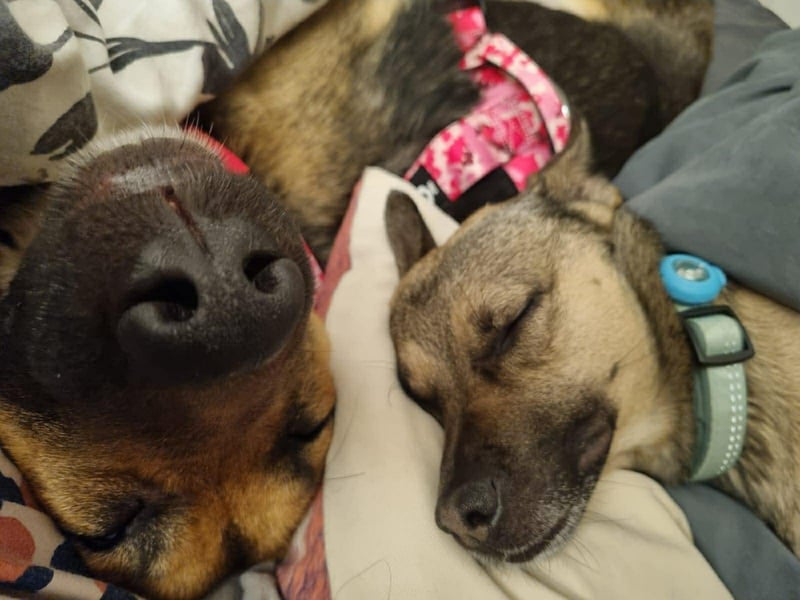 Hübsche Mischlingshündin Jane sucht ihre Kuschelmenschen