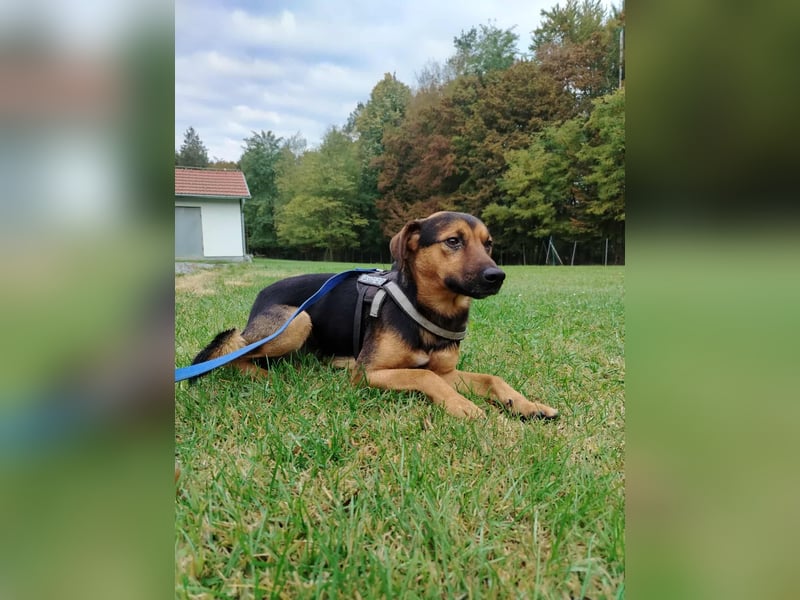 lieber junger Mischlings-Rüde Ravi sucht seine Familie