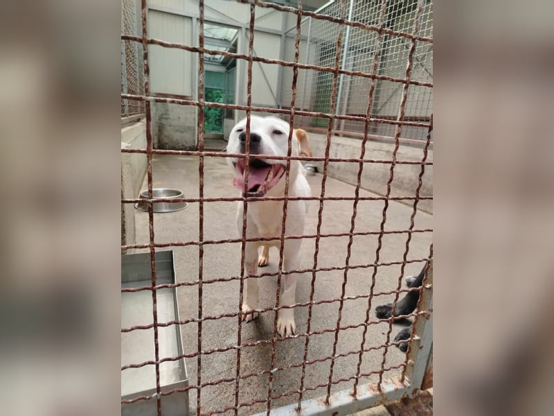 lieber Django sucht ein Zuhause oder eine Pflegestelle