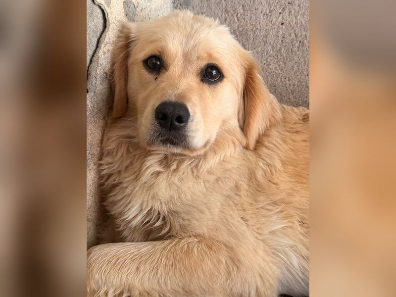Hübscher Golden Retriever Mischlingshündin Dinky sucht Familie