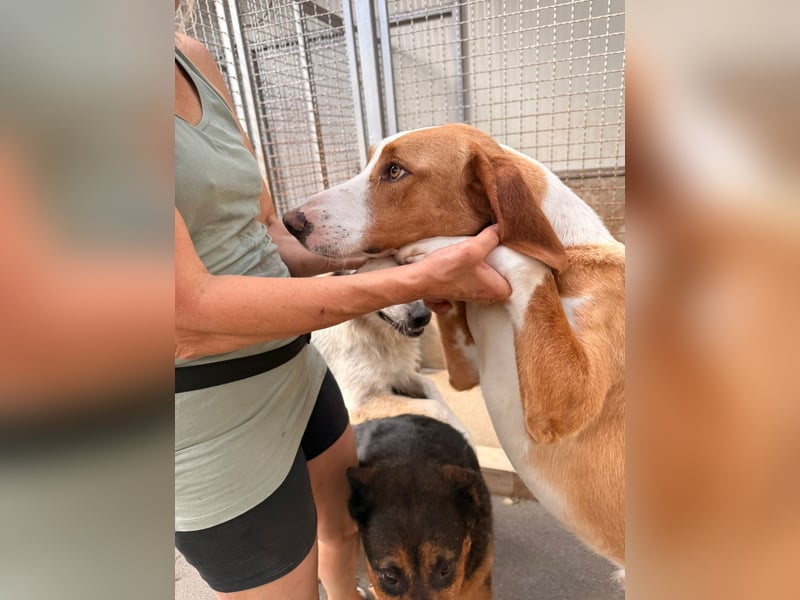 Goldschatz, Bracken Mix Chaplin sucht sein zuhause