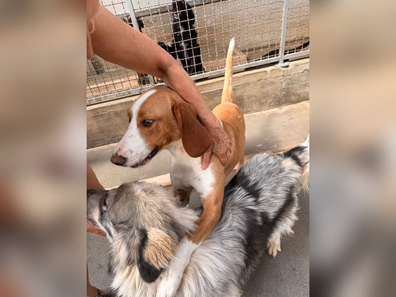 Goldschatz, Bracken Mix Chaplin sucht sein zuhause