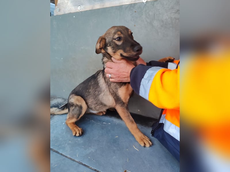 Süße Schäferhund Mischlingshündin Irina sucht ihre Familie