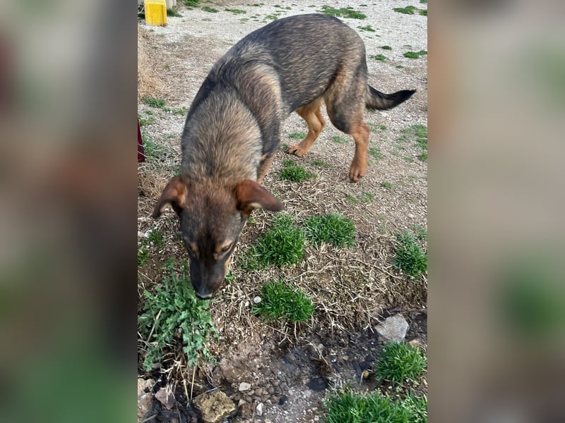 Süße Schäferhund Mischlingshündin Irina sucht ihre Familie