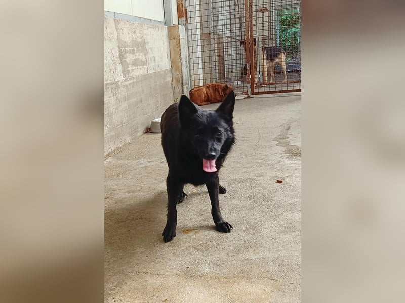 hübsche Mischlings Hündin Summer sucht ein Zuhause oder Pflegestelle