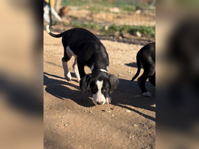 Süßes Welpen Mädchen Nelly sucht ihre Familie