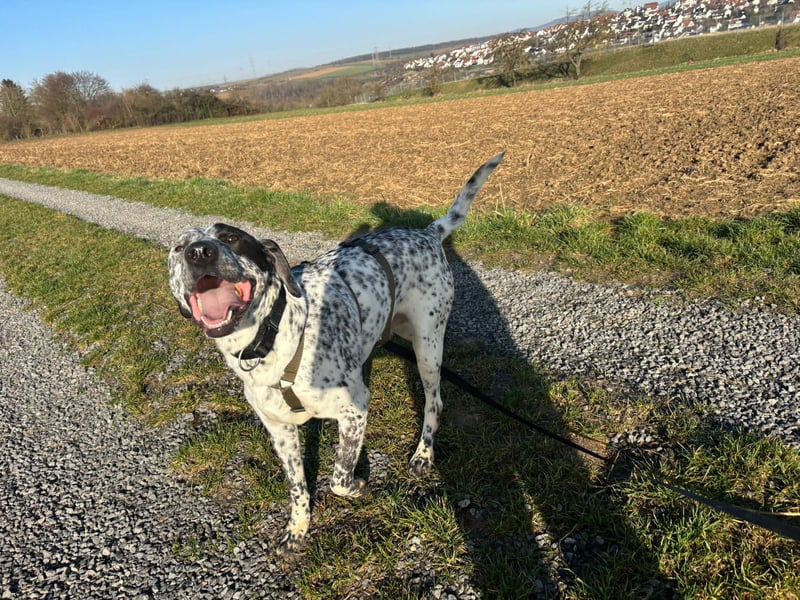 Herzenshund Bobby sucht seine Herzensmenschen