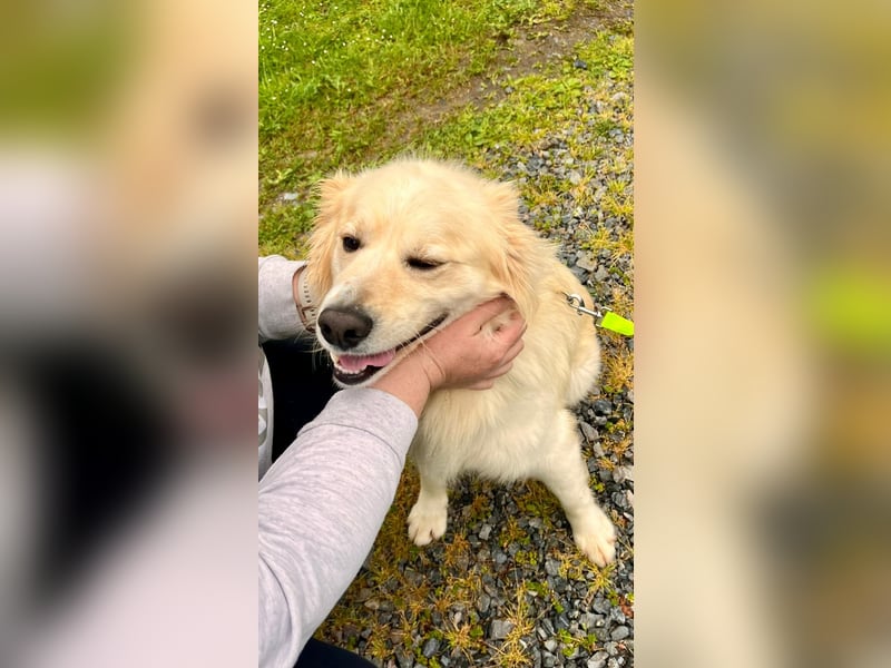 Sonnenschein Mischlingsrüde Cooper sucht seine Familie