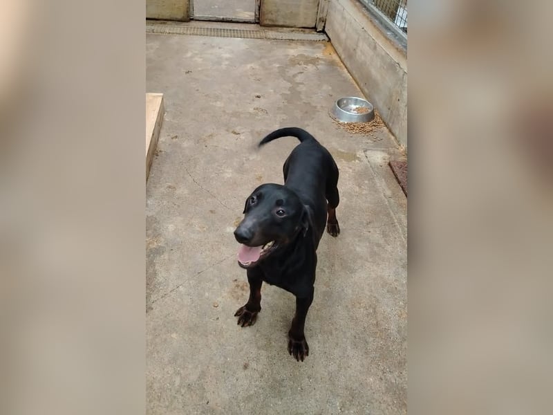 Trauriger Mischingsrüde Nox sehnt sich nach Kuscheleinheiten