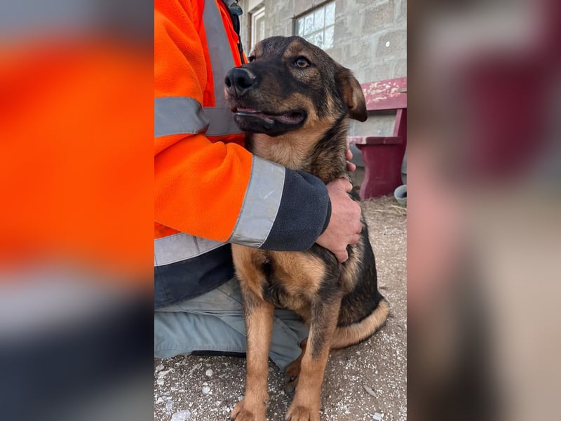 Süße Schäferhund Mischlingshündin Irina sucht ihre Familie