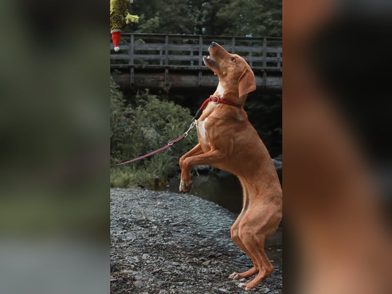 Aktive Jagdhund Mischlingshündin Raquel sucht ihre Menschen