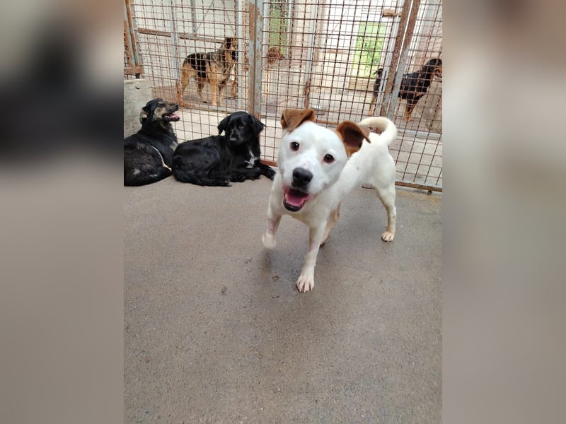 lieber Django sucht ein Zuhause oder eine Pflegestelle