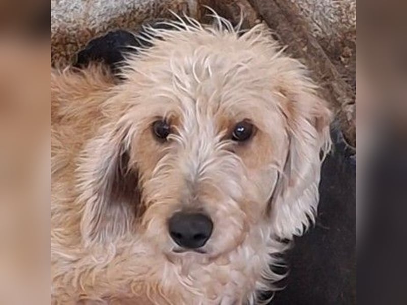 Wasabi, geb. ca. 05/2025, lebt in GRIECHENLAND, auf einer privaten Pflegestelle