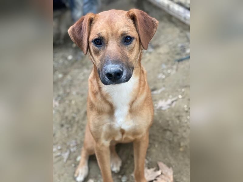 Hunter, geb. ca. 02/2025, lebt in GRIECHENLAND, auf einer privaten Pflegestelle