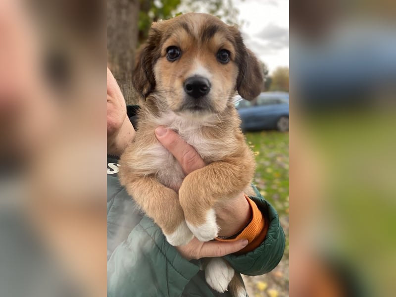 Barnes, geb. ca. 10/2025, lebt in GRIECHENLAND, im städt. Tierheim Serres