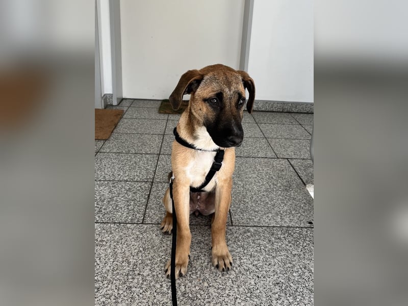 Dickie, geb. ca. 11/2025, lebt bei einer Familie in 46236 Bottrop