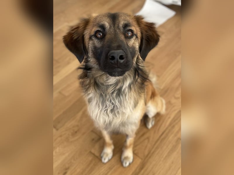 Strolch, geb. ca. 04/2024, lebt auf einer Pflegestelle in 71272 Renningen