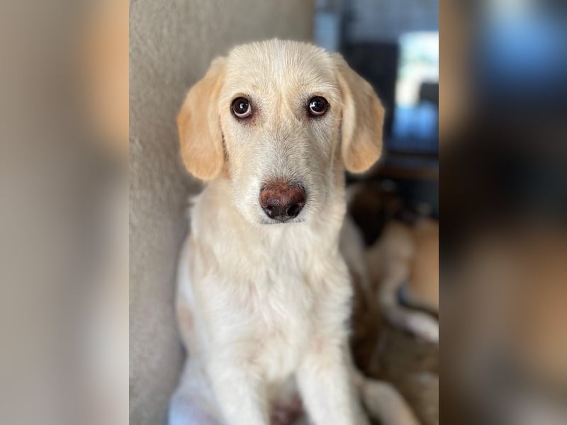 Garetto, geb. ca. 04/2025, lebt in GRIECHENLAND, im städt. Tierheim Serres