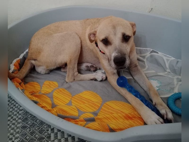 Coco, geb. ca. 07/2022, lebt in GRIECHENLAND, auf einer privaten Pflegestelle