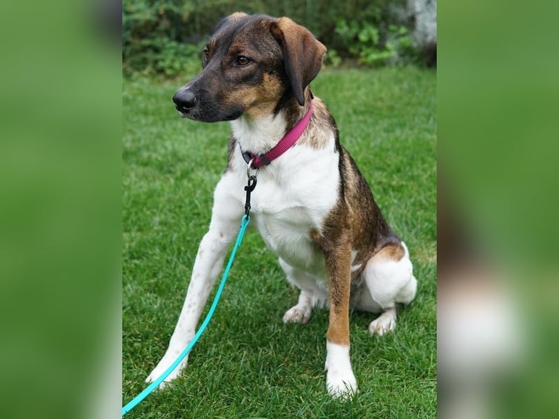 Diona, geb. ca. 05/2024, lebt lebt in 48291 Telgte, Vermittlungshilfe