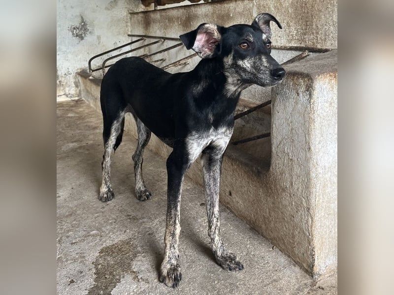 Savina, geb. ca. 01/2025, lebt in GRIECHENLAND, auf einer privaten Pflegestelle