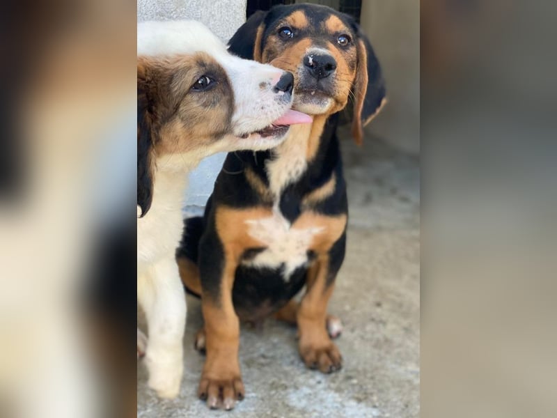 Jäger, geb. ca. 08/2025, lebt in GRIECHENLAND, im städt. Tierheim Serres