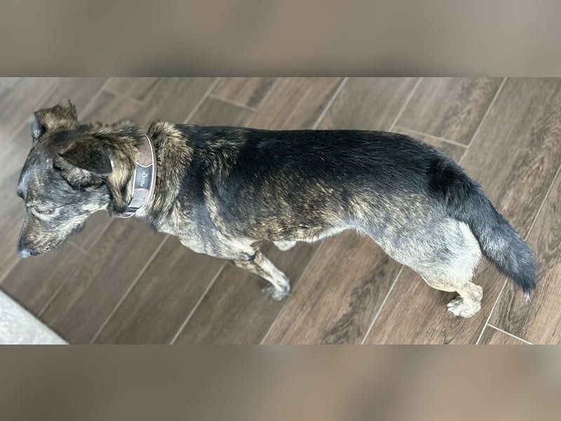 Larsson, geb. ca. 12/2018, lebt bei einer Familie in 74229 Oedheim, Vermittlungshilfe