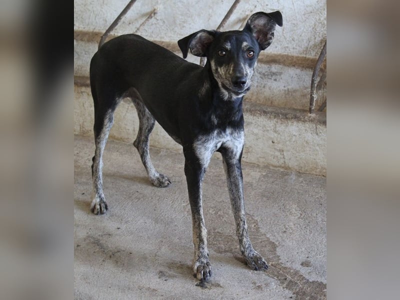 Savina, geb. ca. 01/2025, lebt in GRIECHENLAND, auf einer privaten Pflegestelle