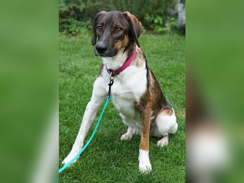 Diona, geb. ca. 05/2024, lebt lebt in 48291 Telgte, Vermittlungshilfe