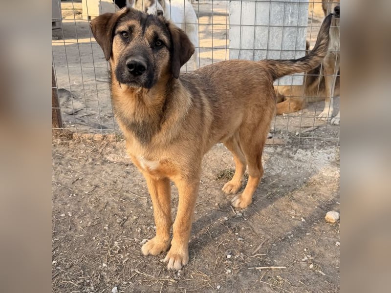 Maverick, geb. ca. 07/2025, lebt in GRIECHENLAND, im städt. Tierheim Serres