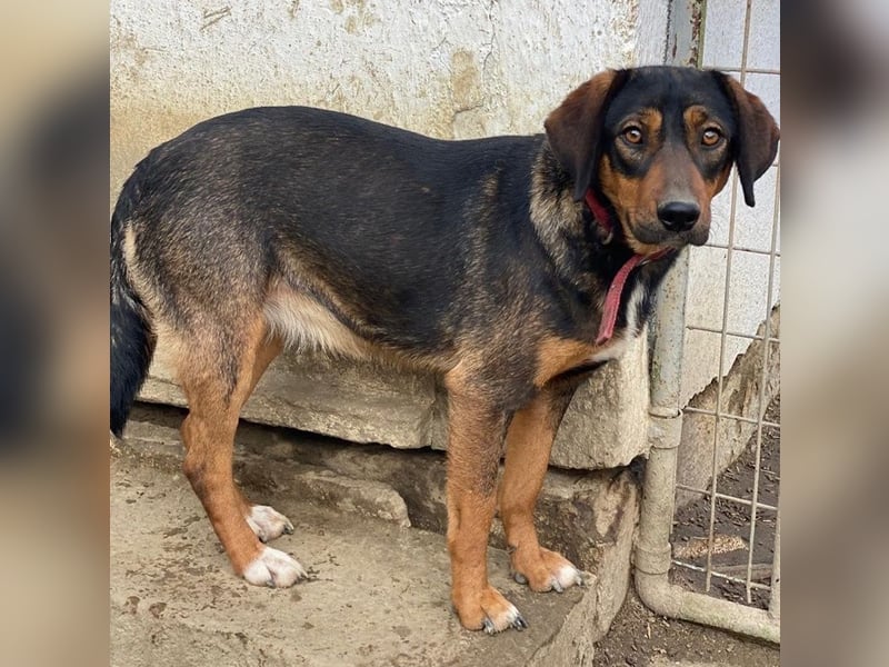 Zona, geb. ca. 11/2022, lebt in GRIECHENLAND, auf einer privaten Pflegestelle